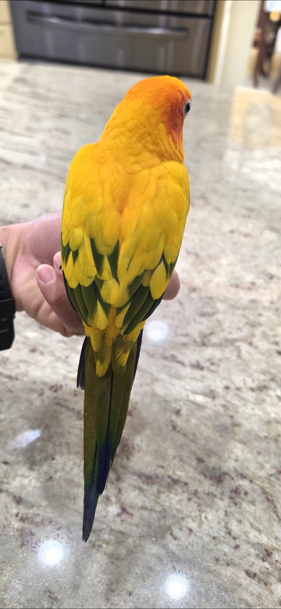 SunConures image 4