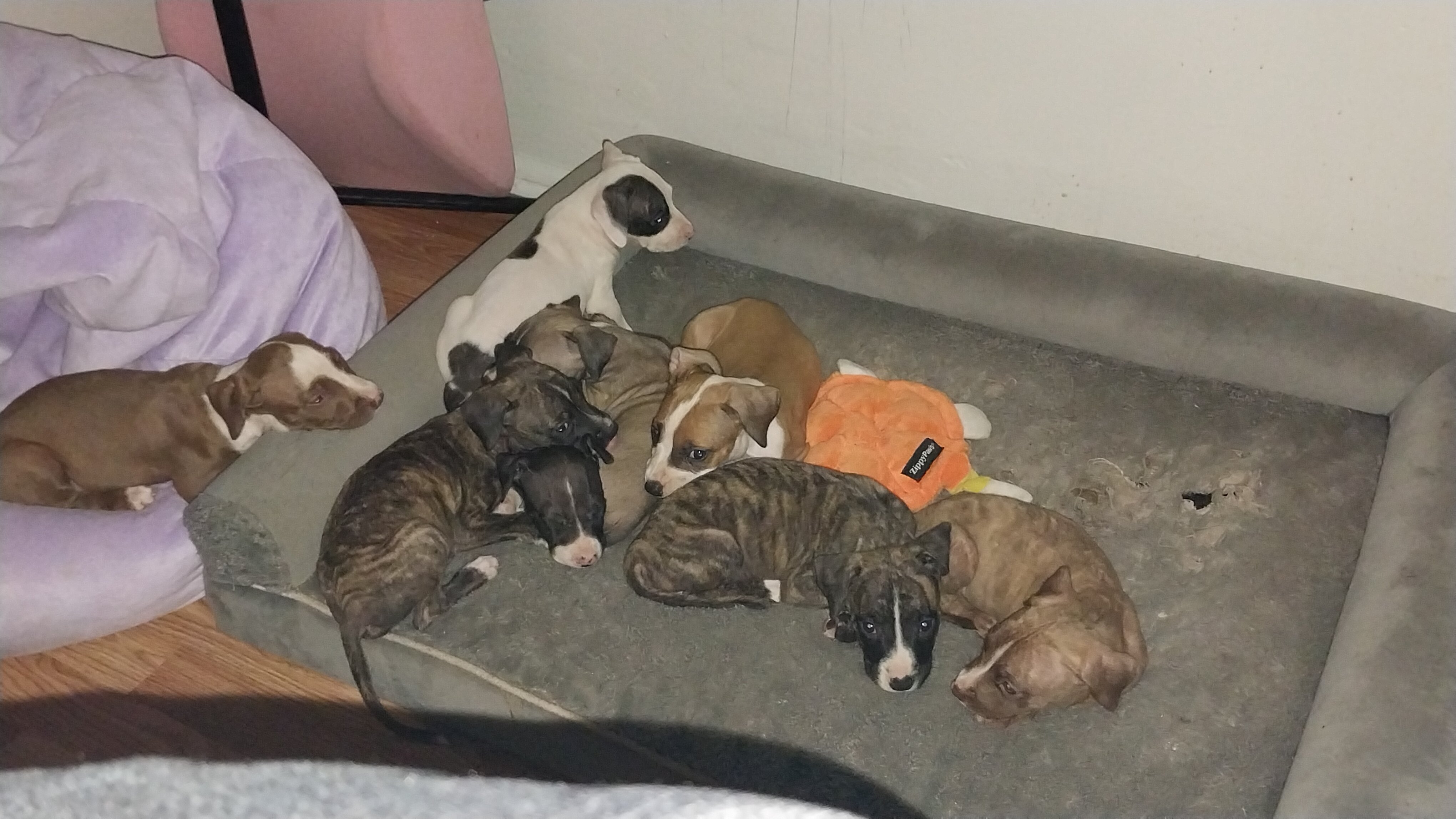 Puppies image 1