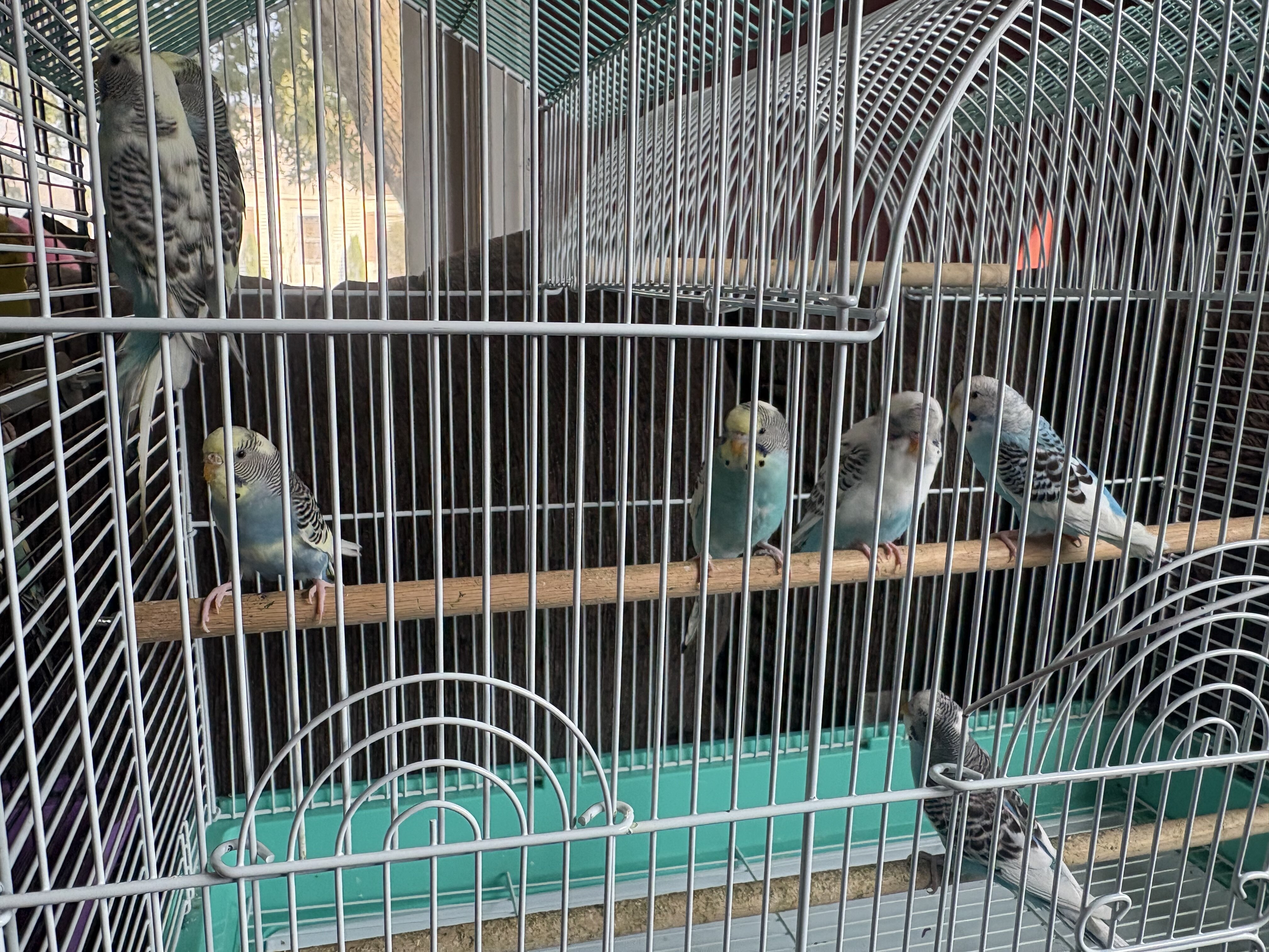 10 parakeets and cage image 1