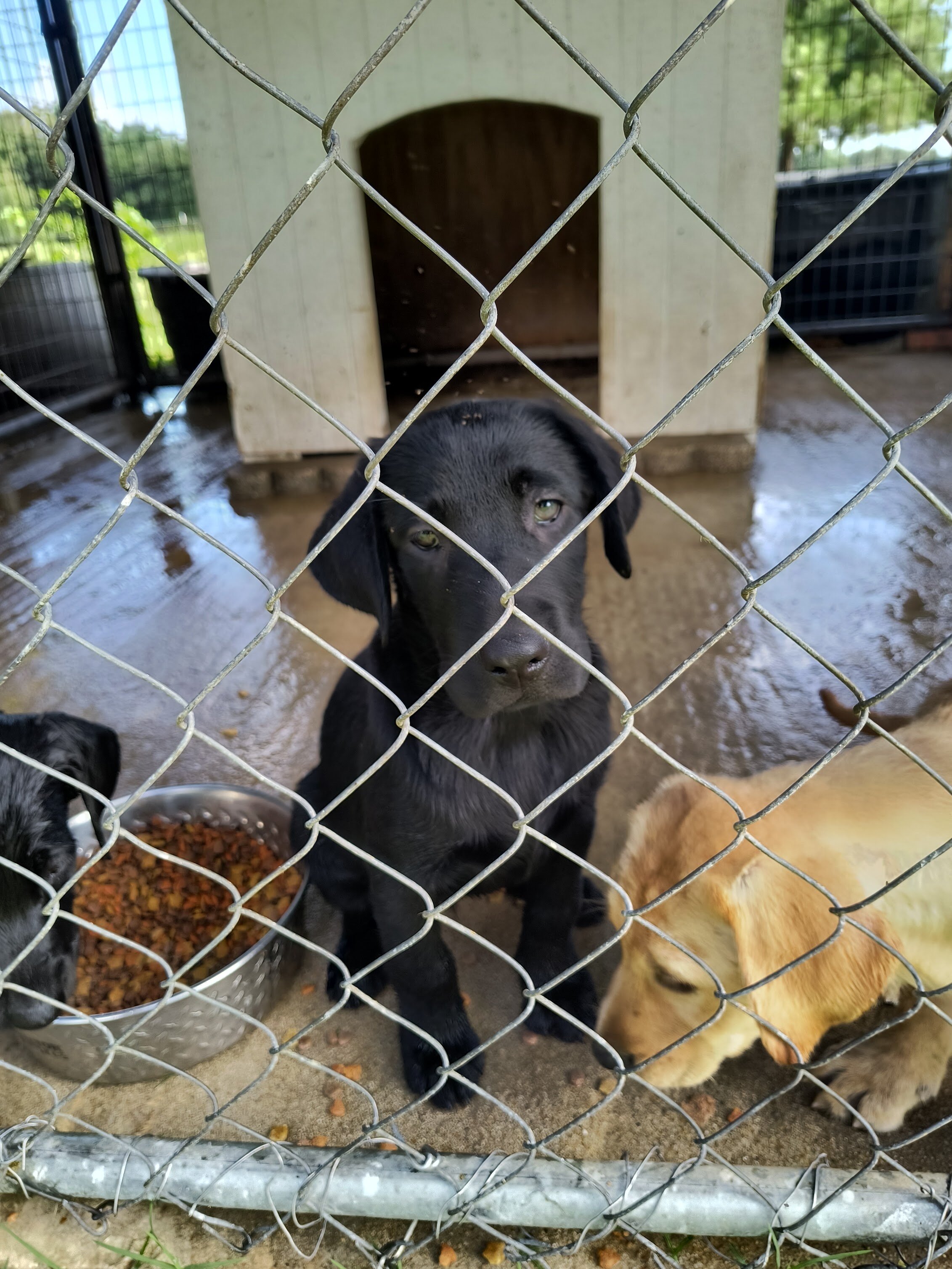 AKC ENGLISH LABRADOR RETRIEVERS image 6
