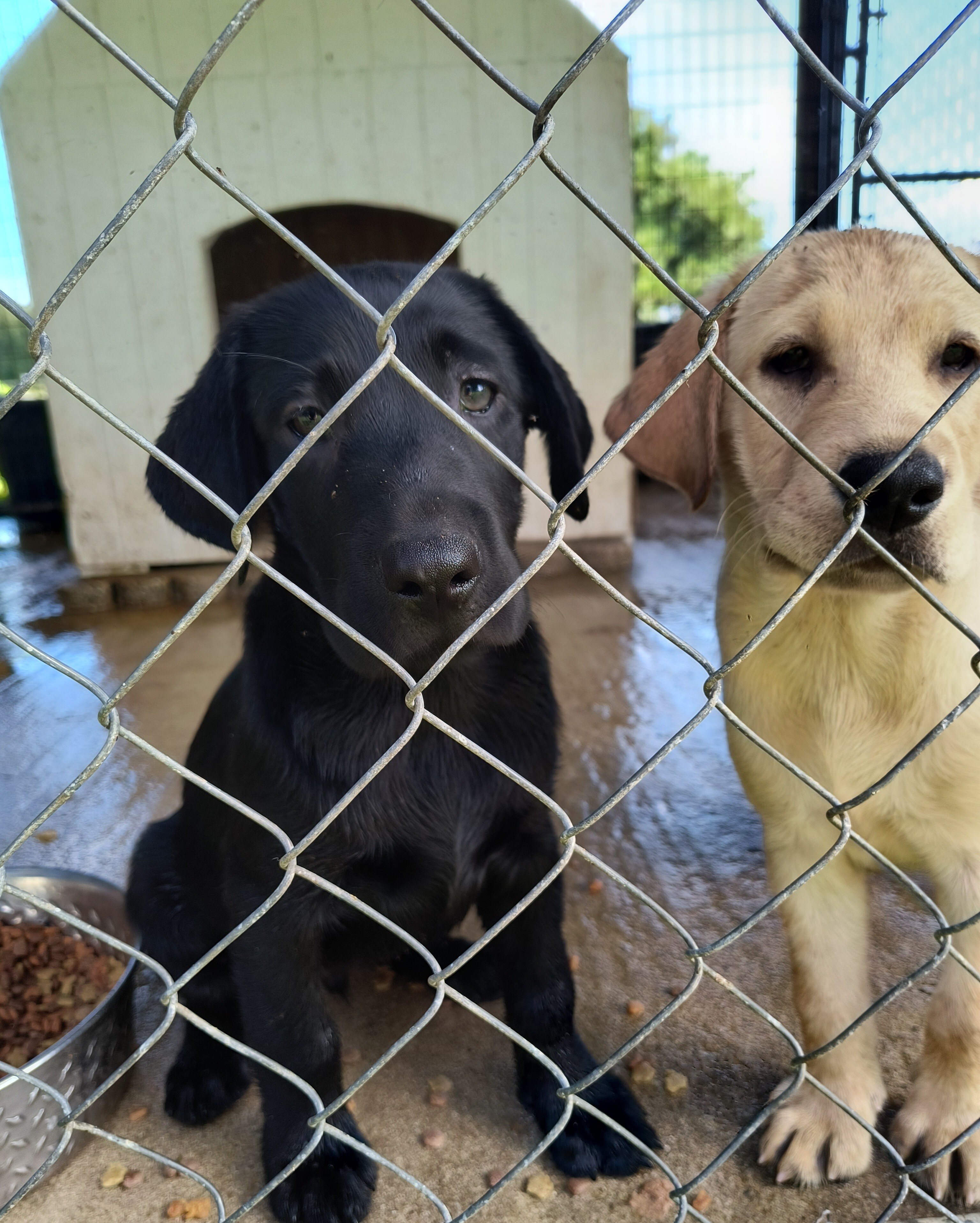 AKC ENGLISH LABRADOR RETRIEVERS image 3