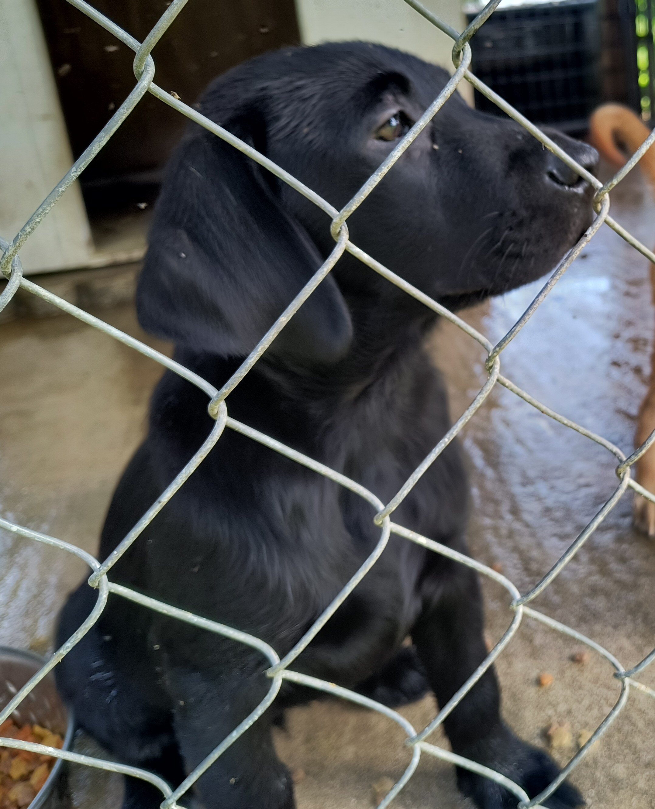 AKC ENGLISH LABRADOR RETRIEVERS image 5