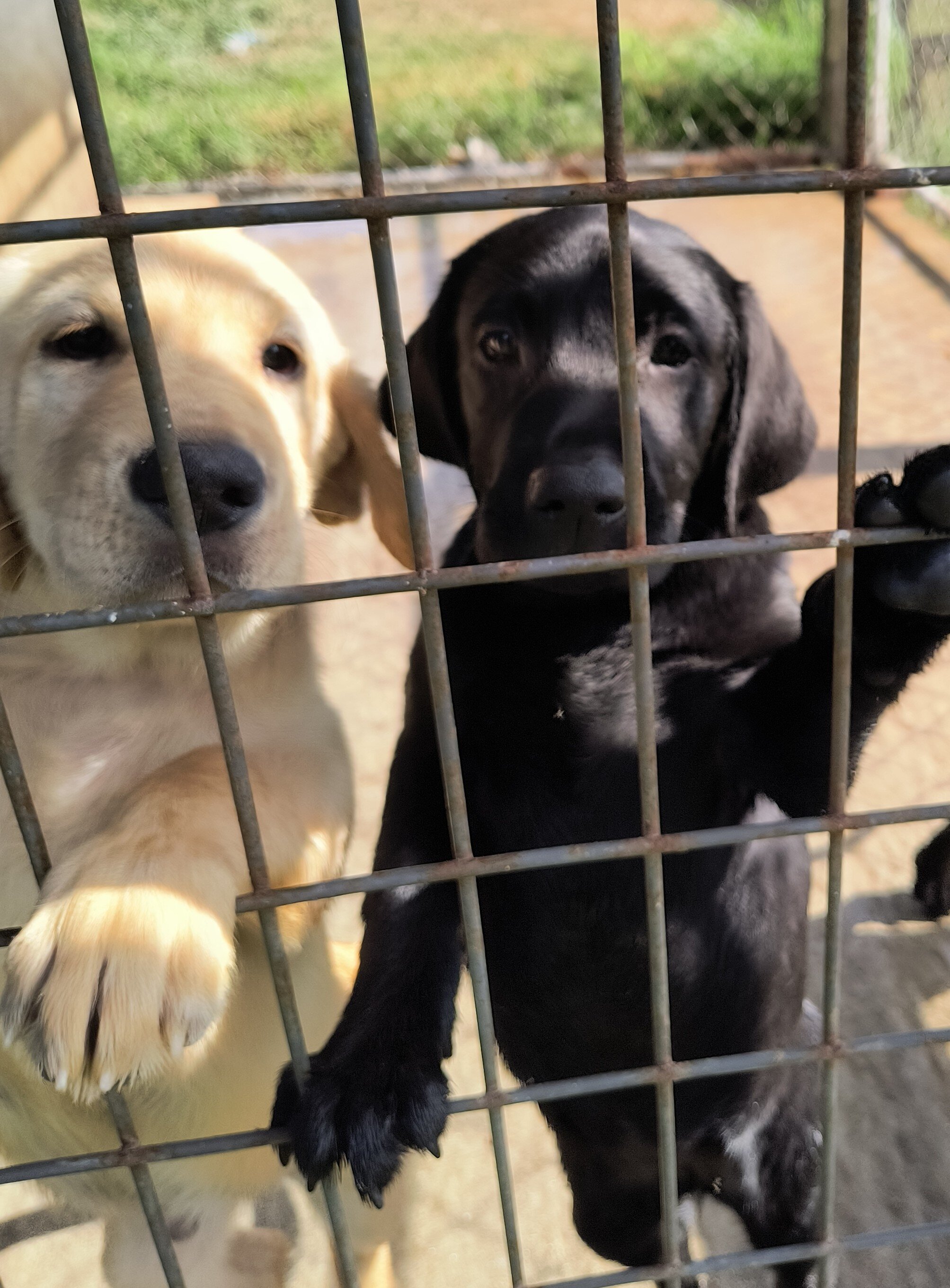 AKC ENGLISH LABRADOR RETRIEVERS image 4