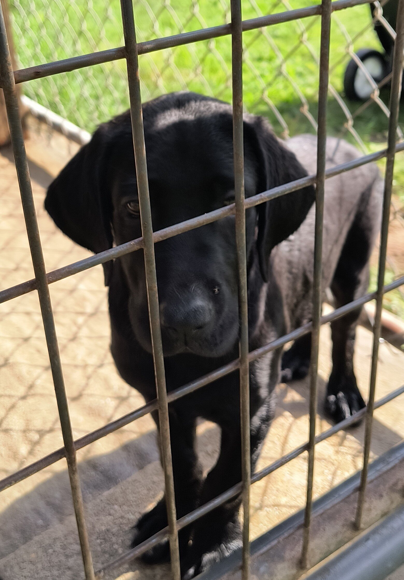 AKC ENGLISH LABRADOR RETRIEVERS image 2