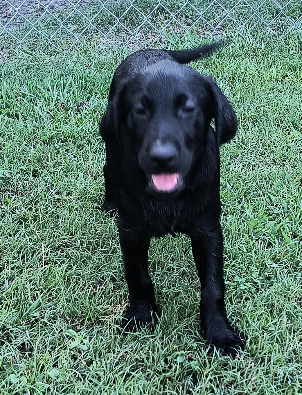 AKC ENGLISH LABRADOR RETRIEVERS image 1