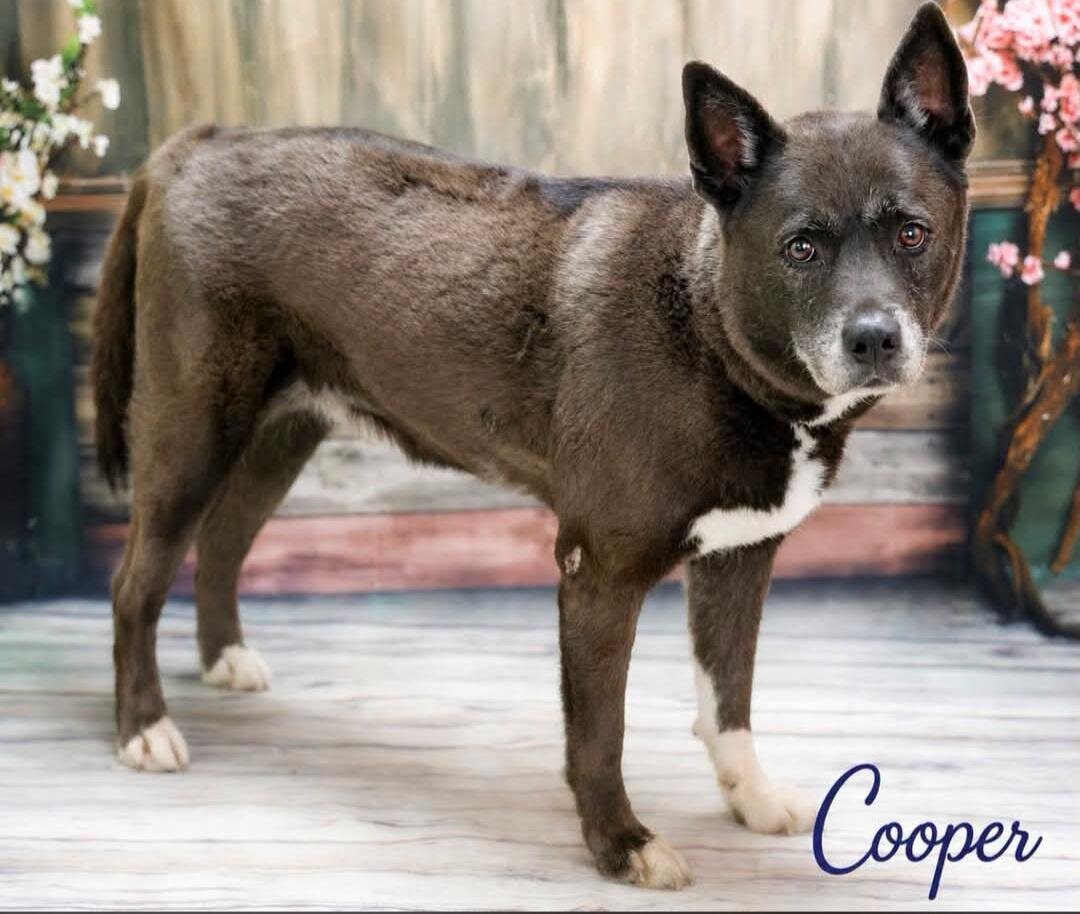 Looking for a Gentle Giant? Akita Mix image 1