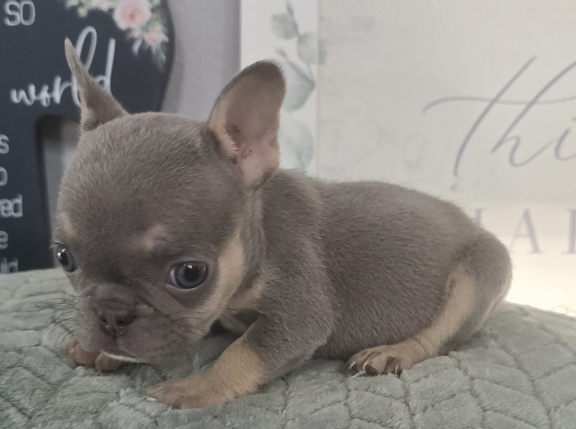 Frenchie female akc image 2