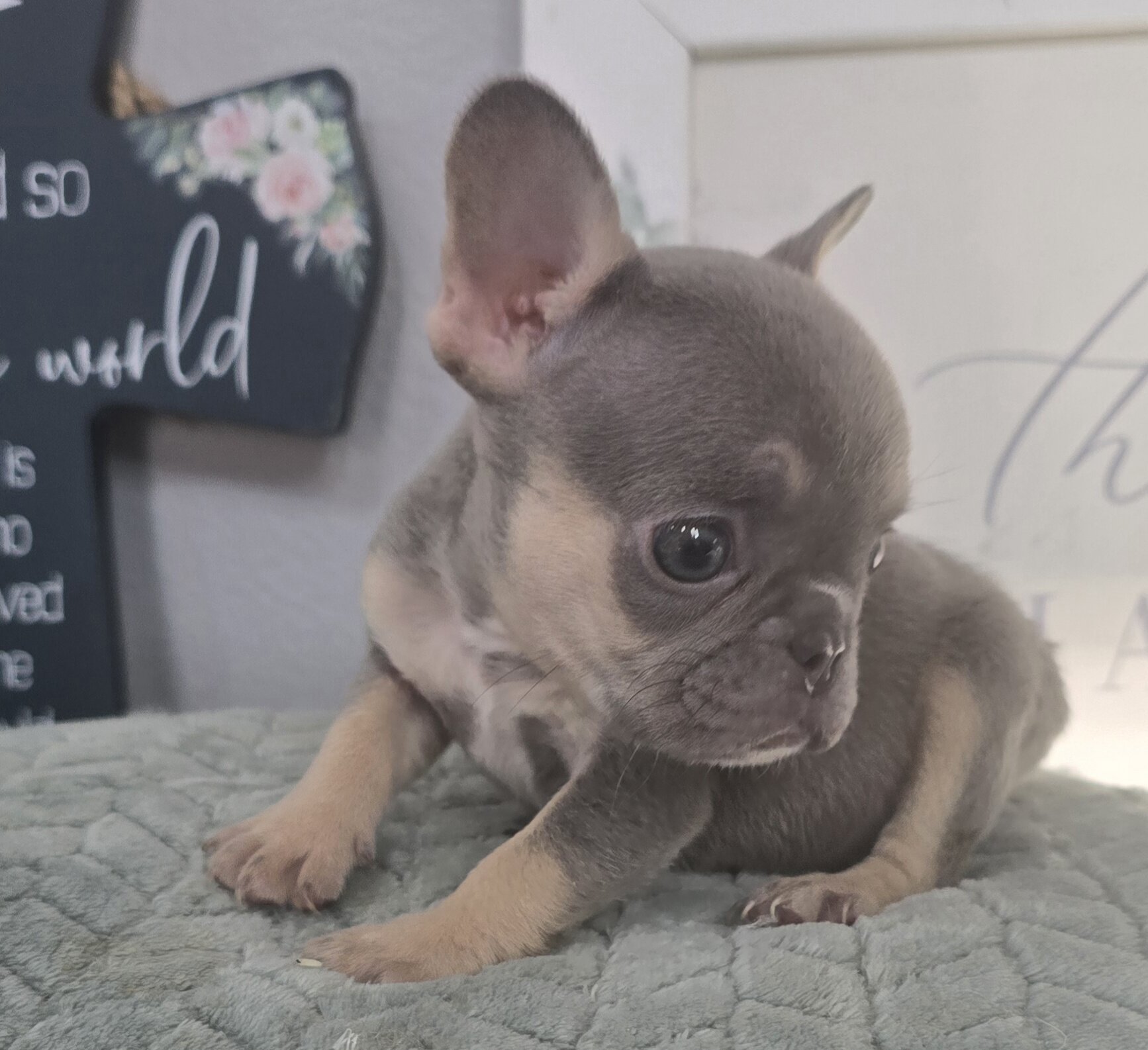 Frenchie female akc image 1