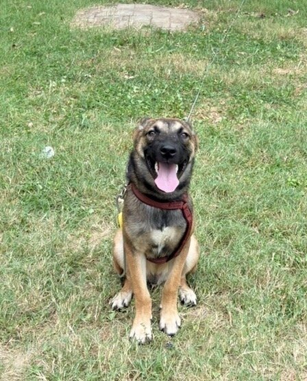free dog image 1