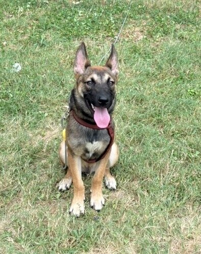 free dog image 2
