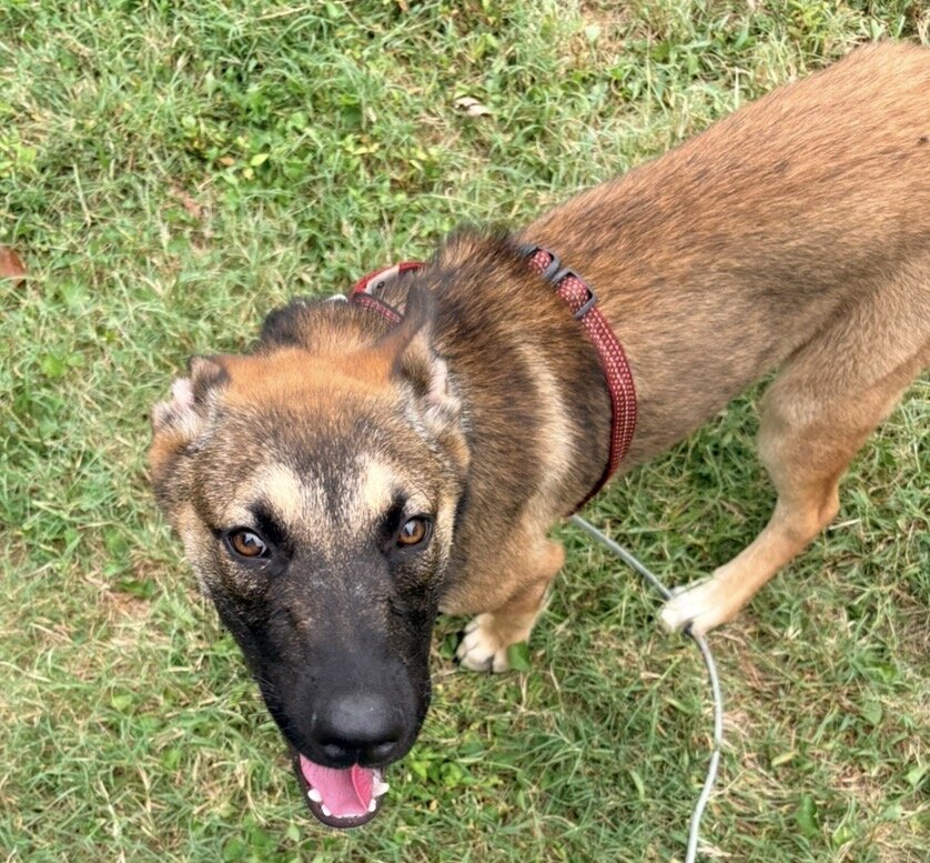 free dog image 3