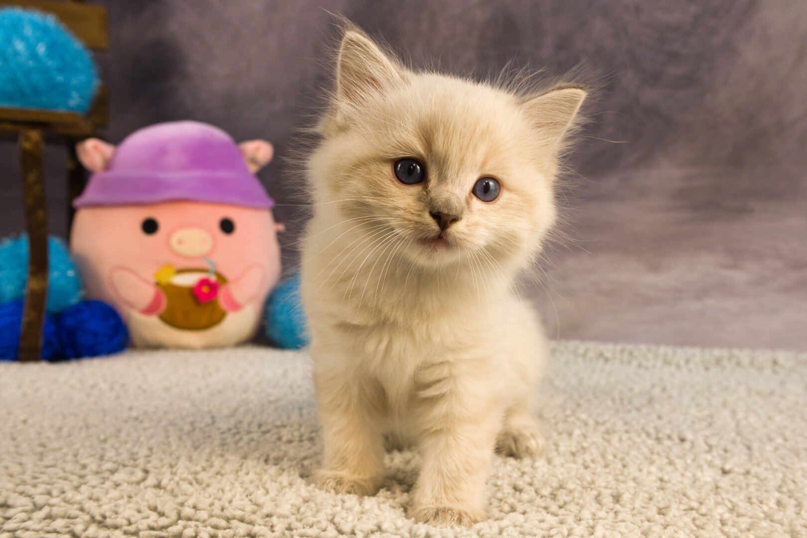 Royal Blue Eyes ragdolls in Columbus, GA image 1