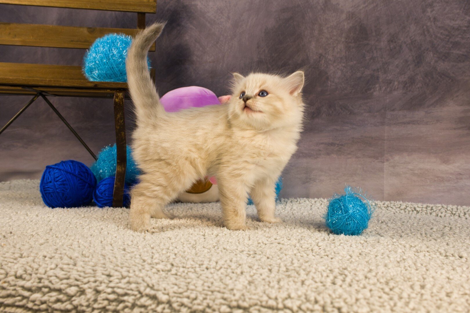 Royal Blue Eyes ragdolls in Columbus, GA image 2