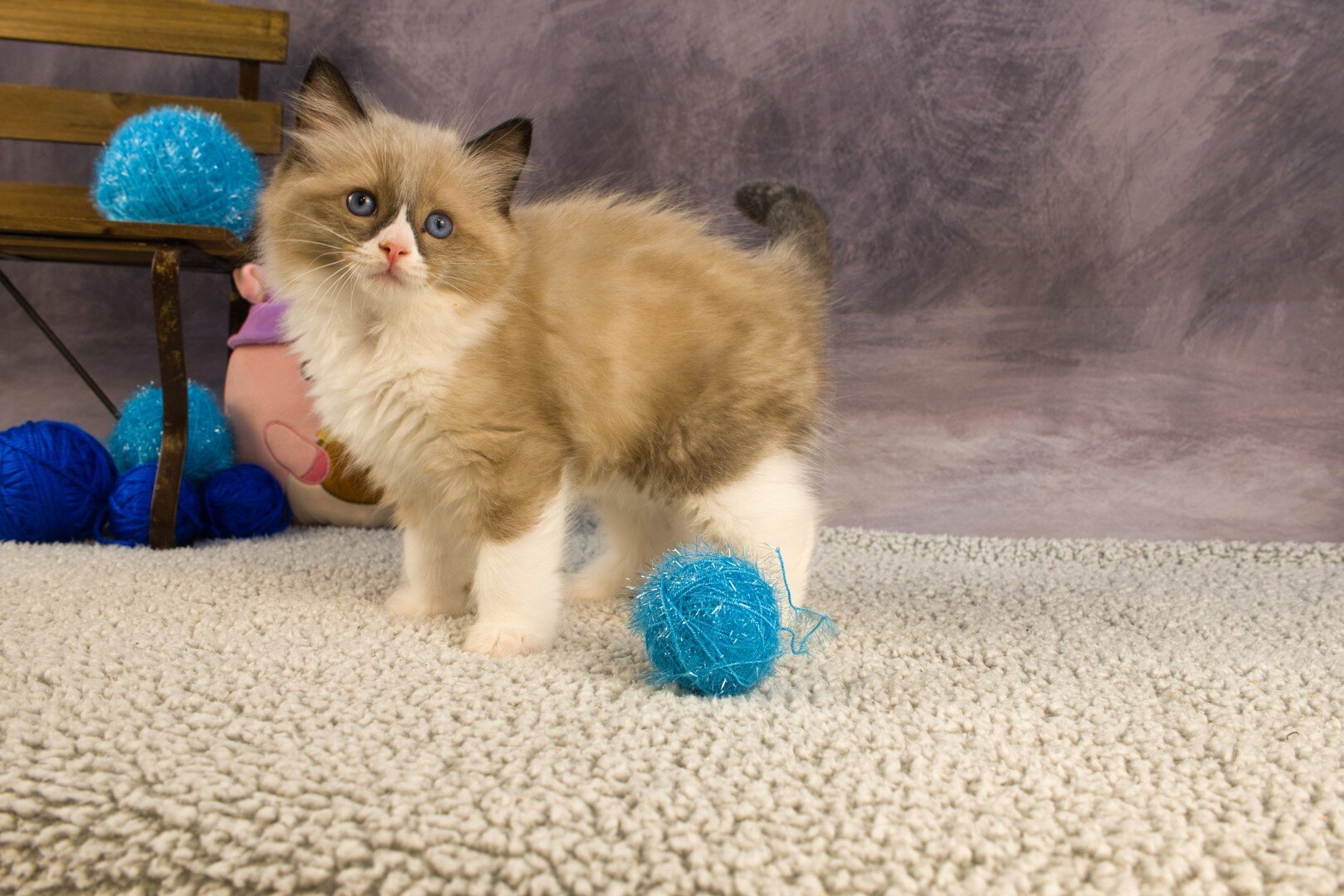 Royal Blue Eyes ragdolls in Columbus, GA image 3