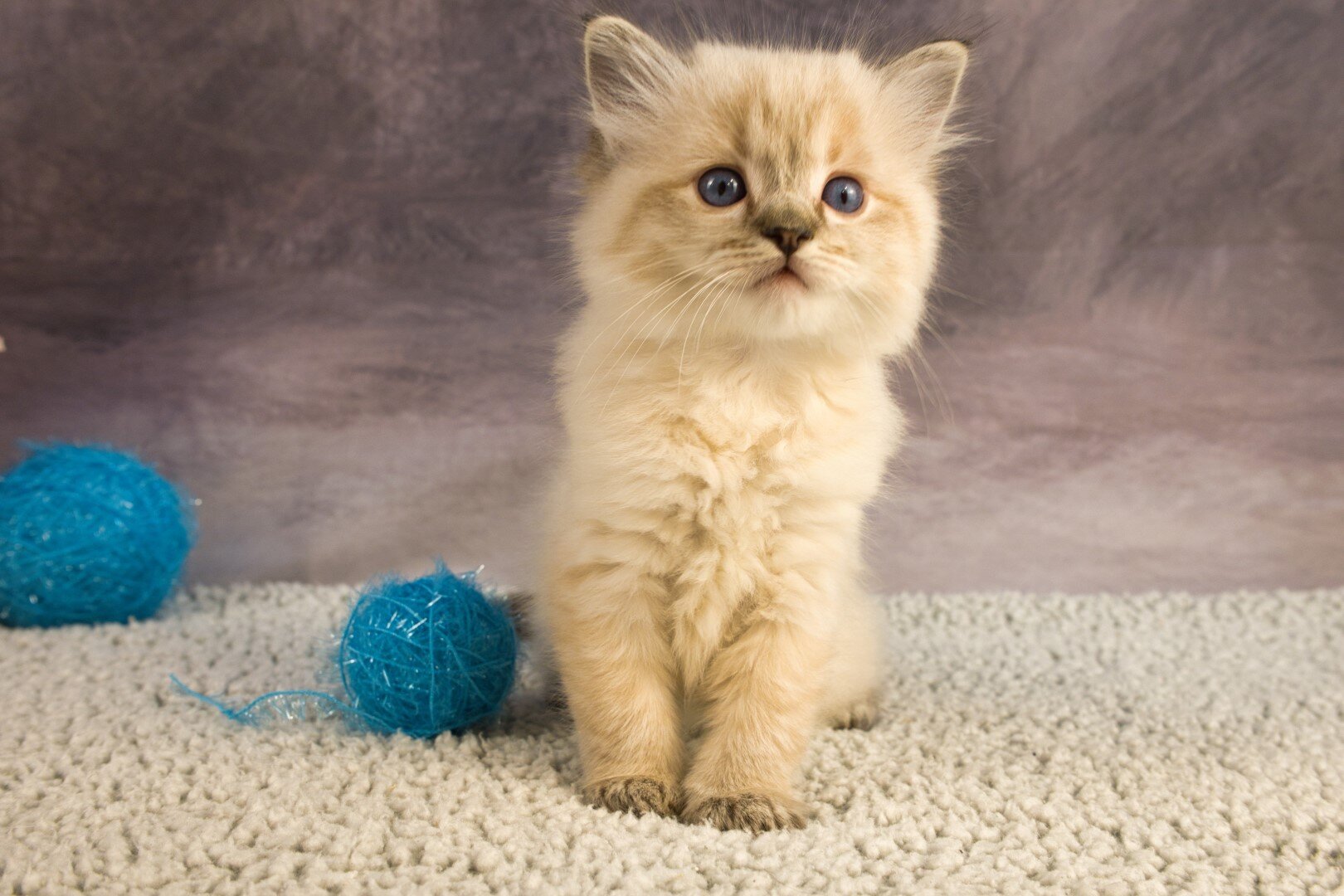 Royal Blue Eyes ragdolls in Columbus, GA image 4