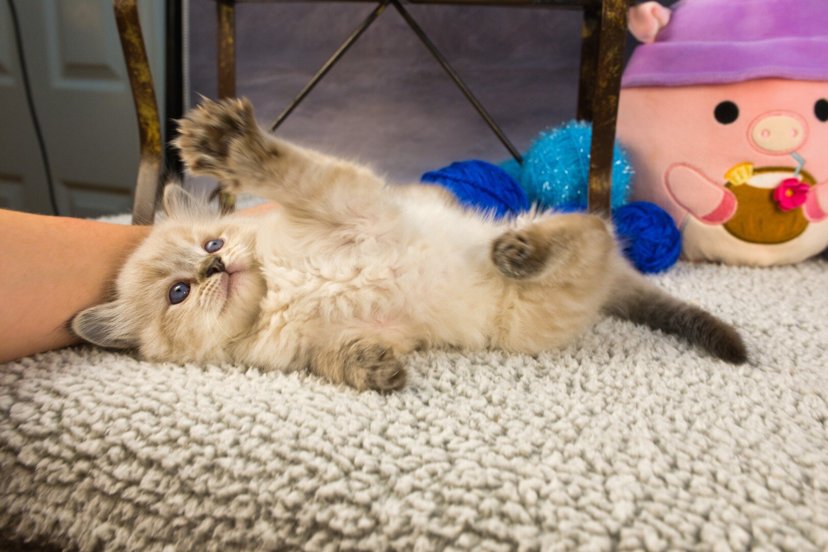Royal Blue Eyes ragdolls in Columbus, GA image 5