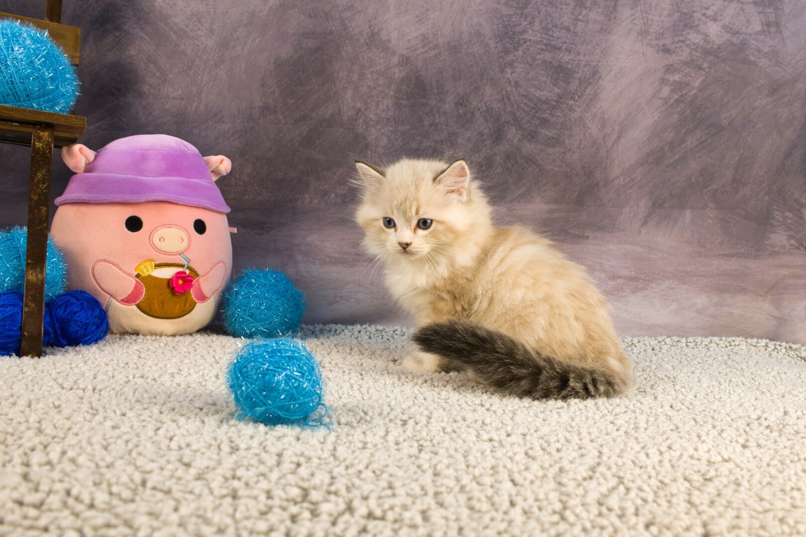 Royal Blue Eyes ragdolls in Columbus, GA image 6