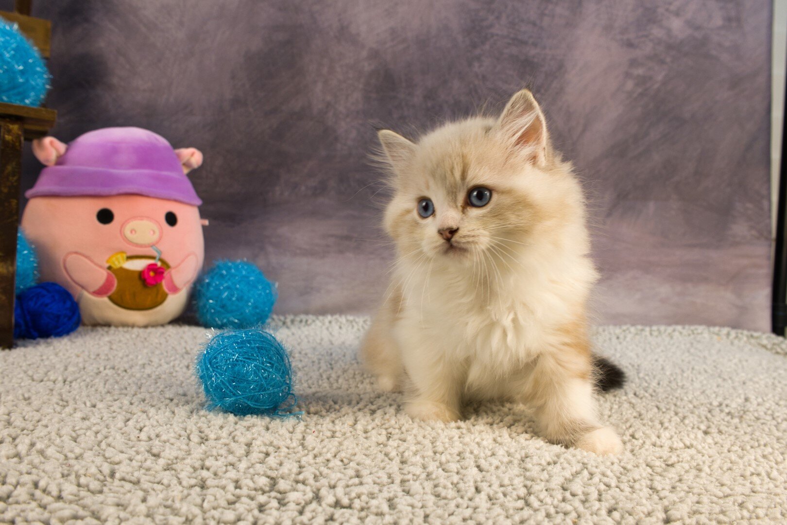 Royal Blue Eyes ragdolls in Columbus, GA image 7
