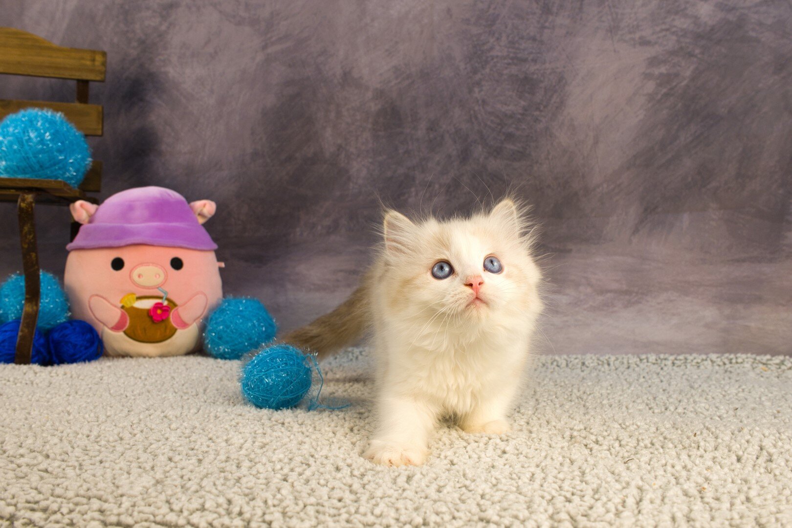 Royal Blue Eyes ragdolls in Columbus, GA image 8