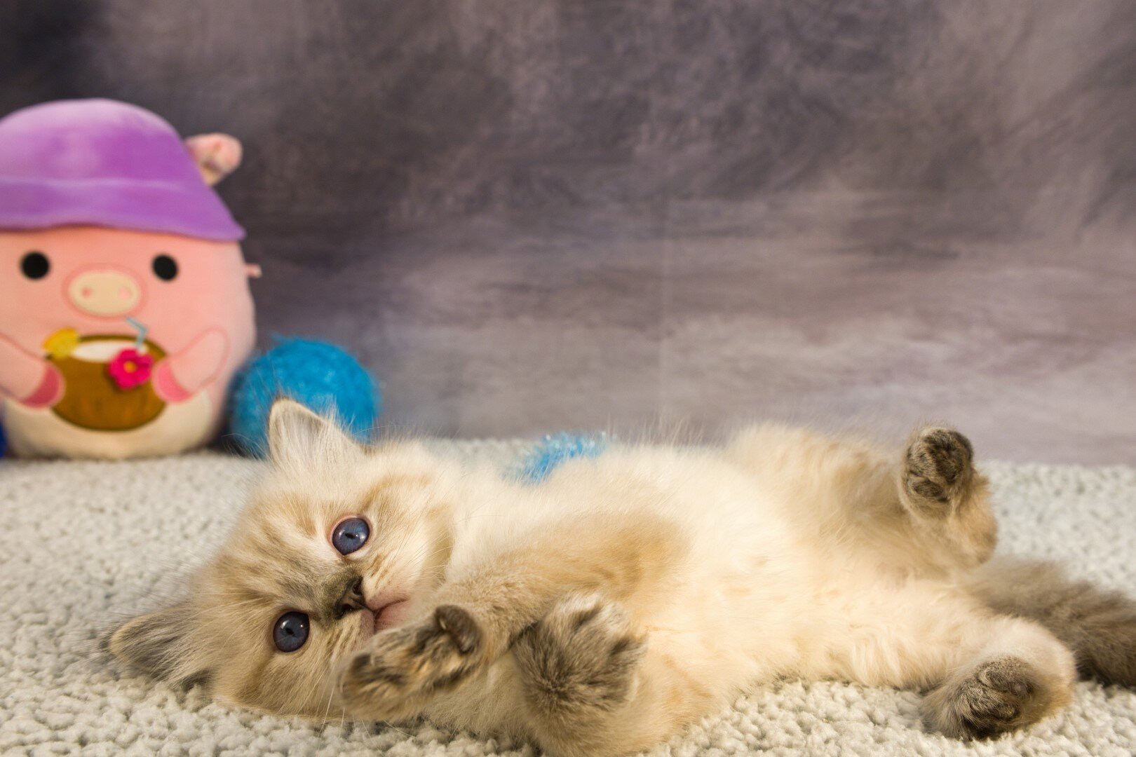 Royal Blue Eyes ragdolls in Columbus, GA image 9