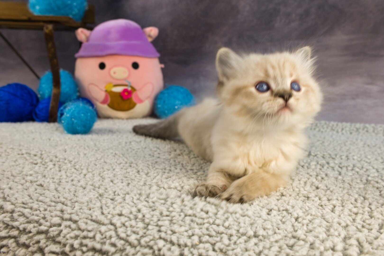 Royal Blue Eyes ragdolls in Columbus, GA image 10