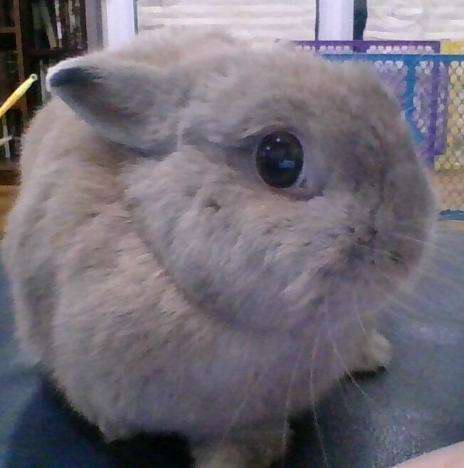 baby Netherland dwarf bunny image 1