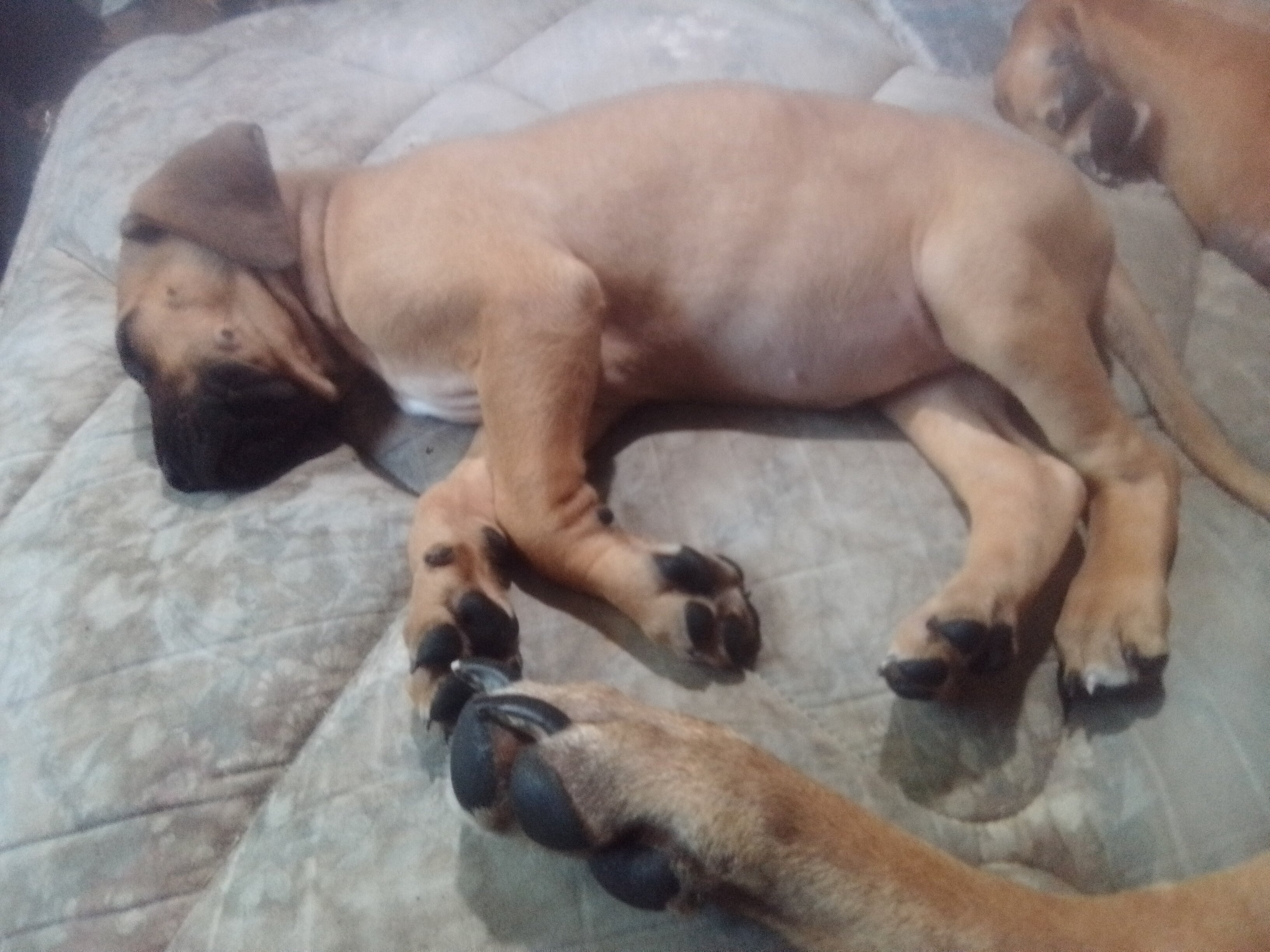Boerboel puppy's image 1