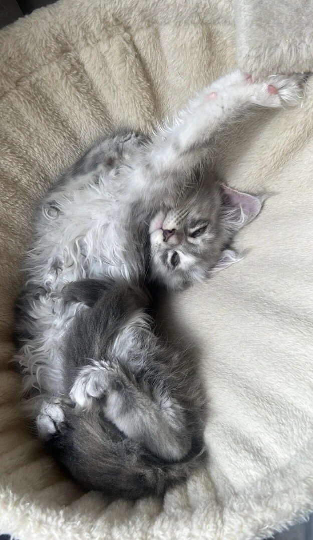 Maine coon babies image 2