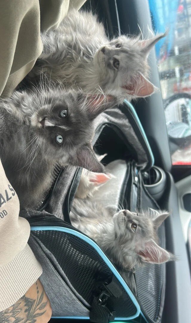 Maine coon babies image 3