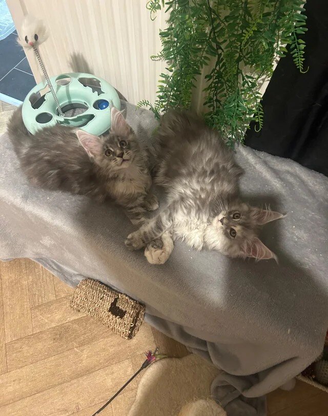 Maine coon babies image 1