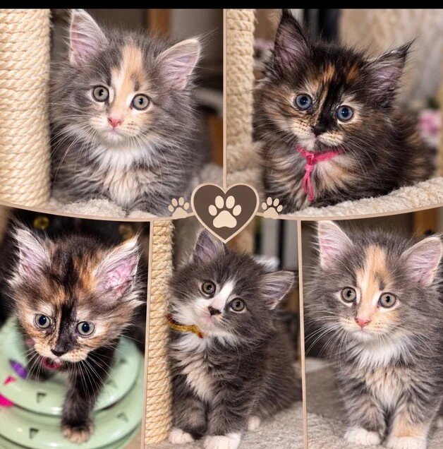 Full Main Coon kittens image 1