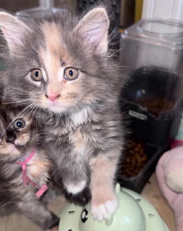 Full Main Coon kittens image 2