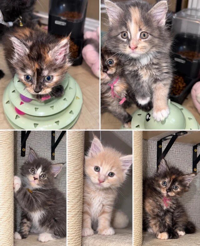 Full Main Coon kittens image 3