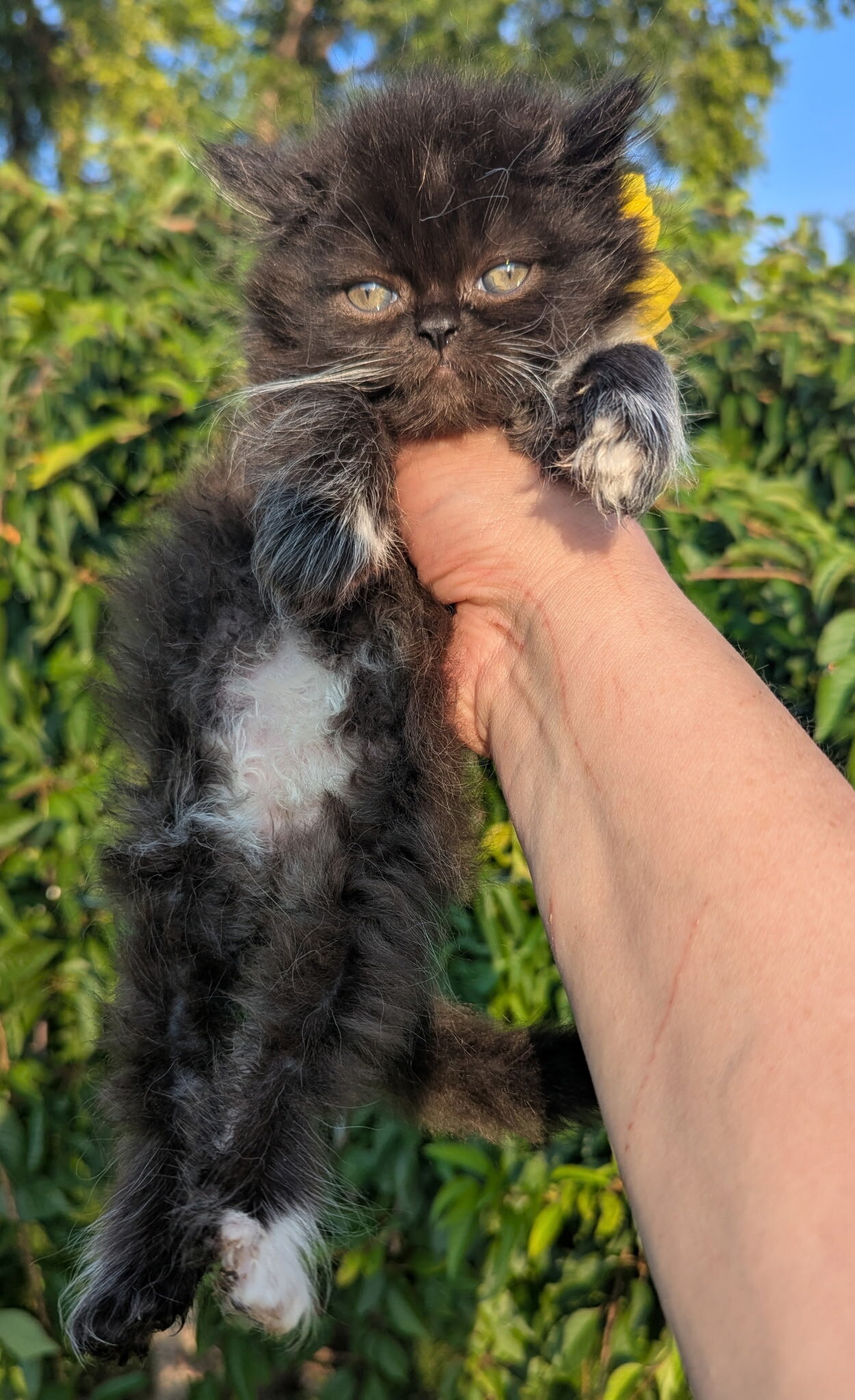 Male Persian Kitten image 1