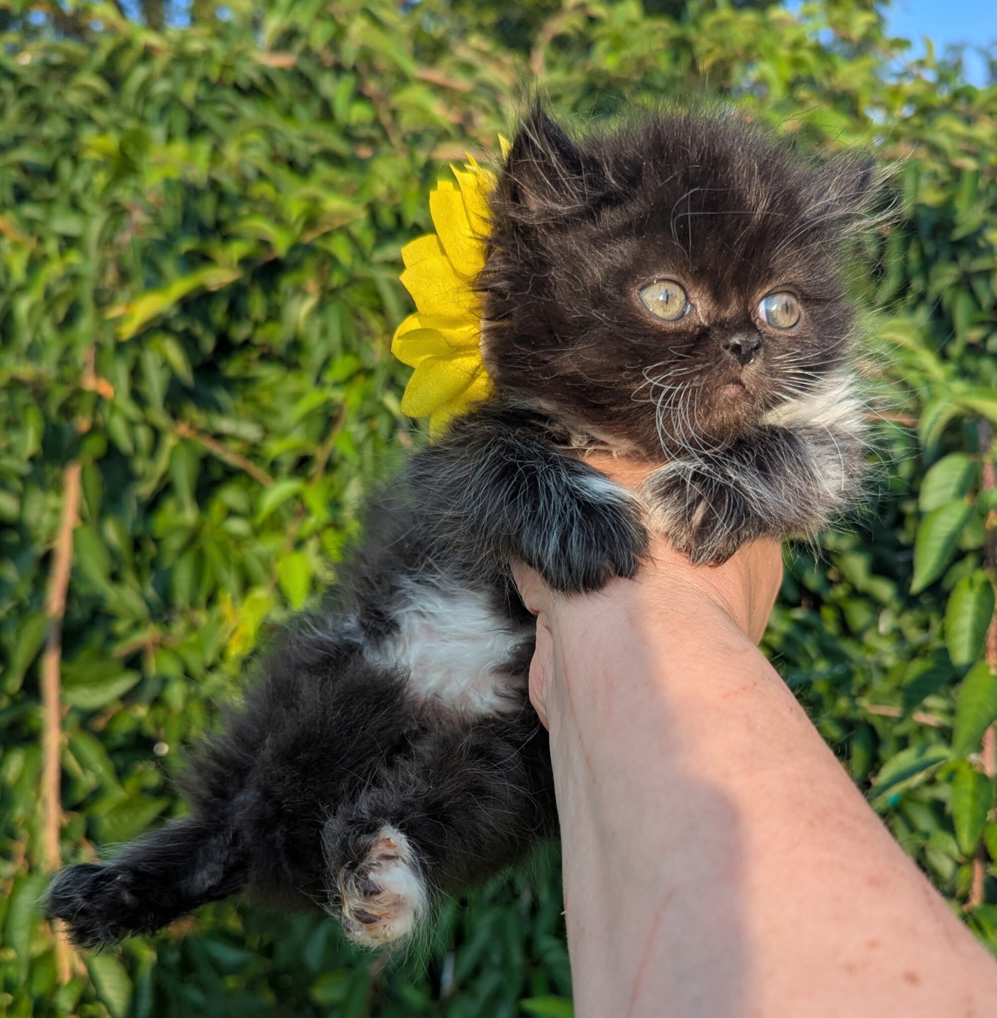 Male Persian Kitten image 2