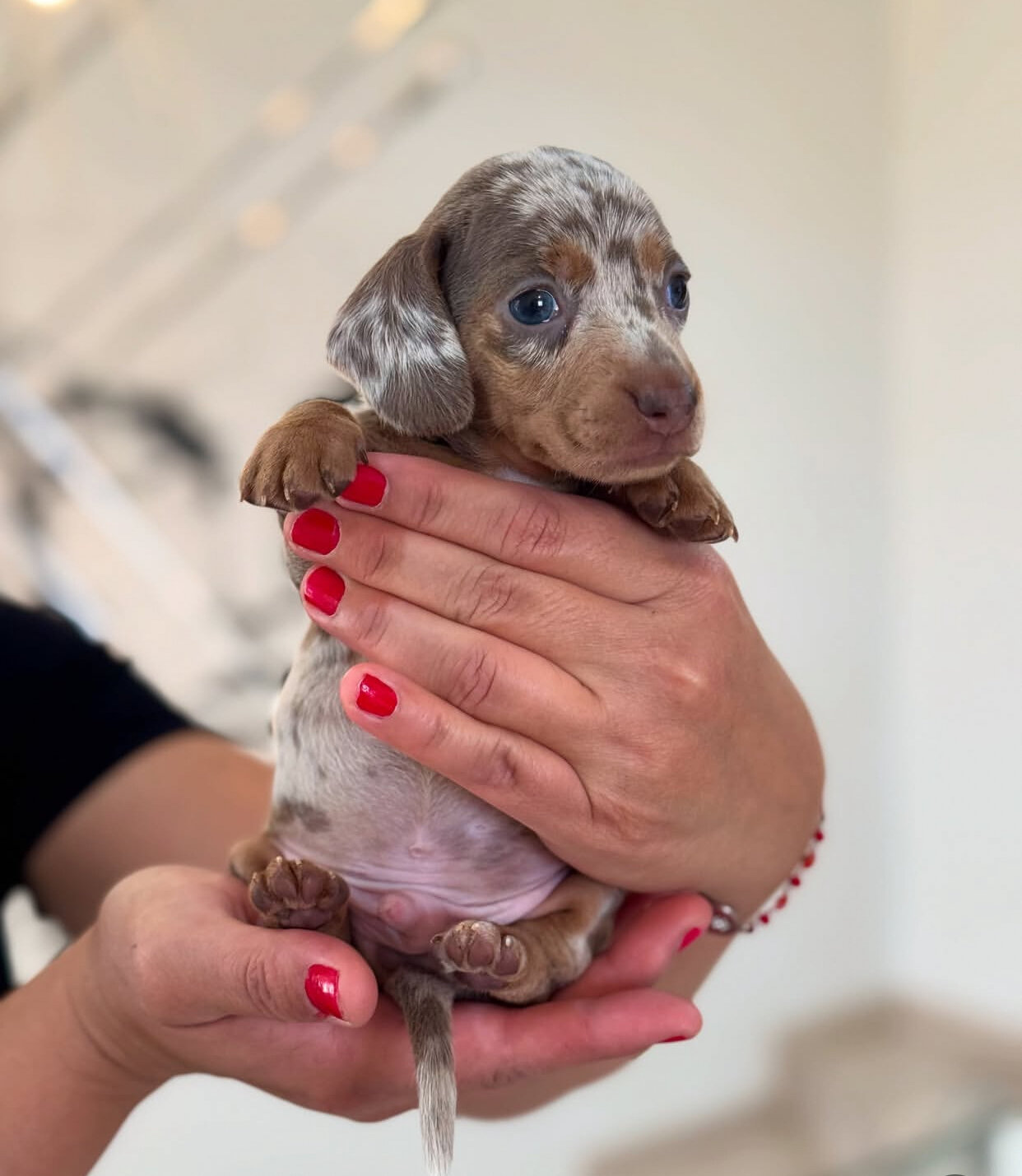 Adorable Dachshund puppies. image 3