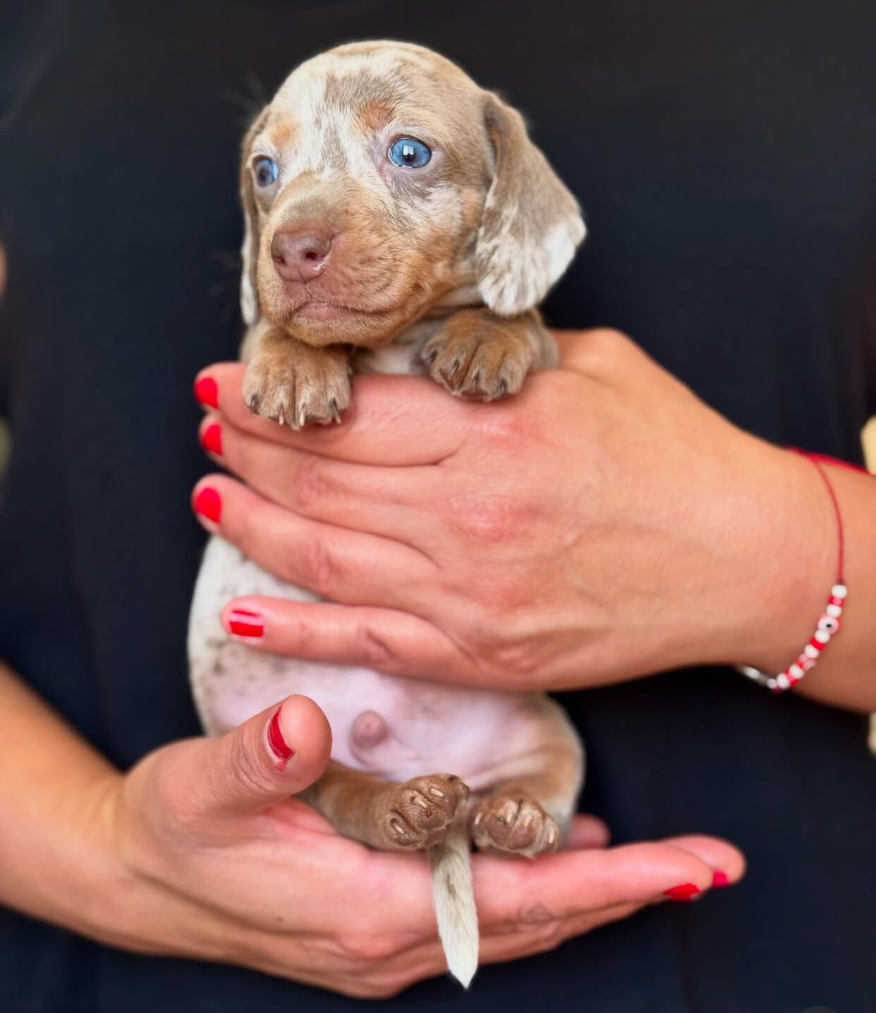 Adorable Dachshund puppies. image 4