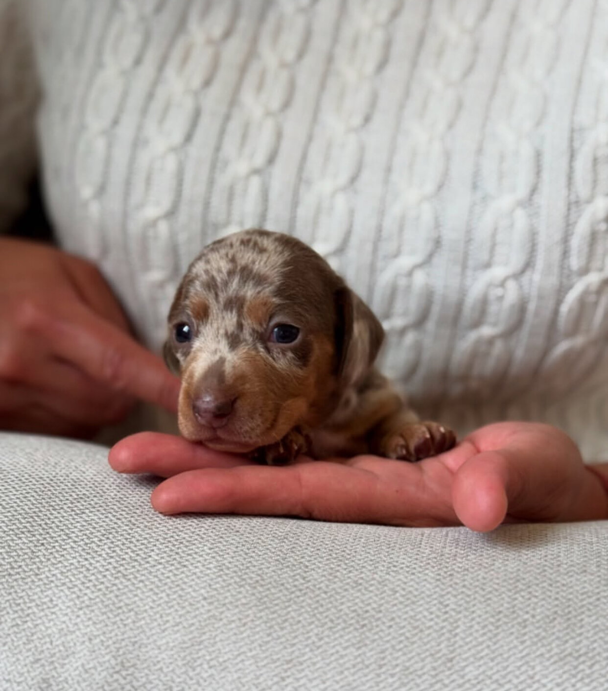 Adorable Dachshund puppies. image 1