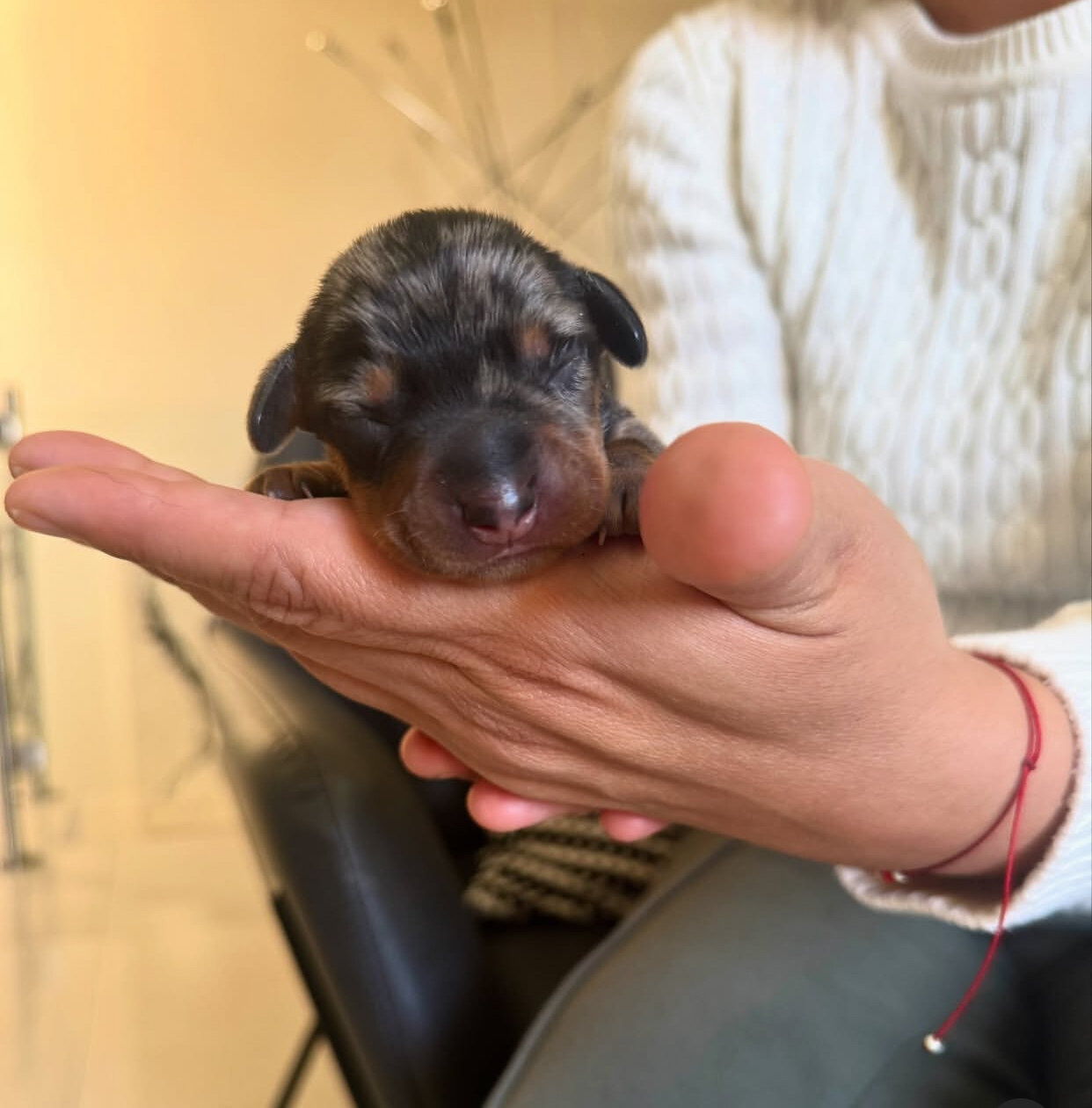 Adorable Dachshund puppies. image 2