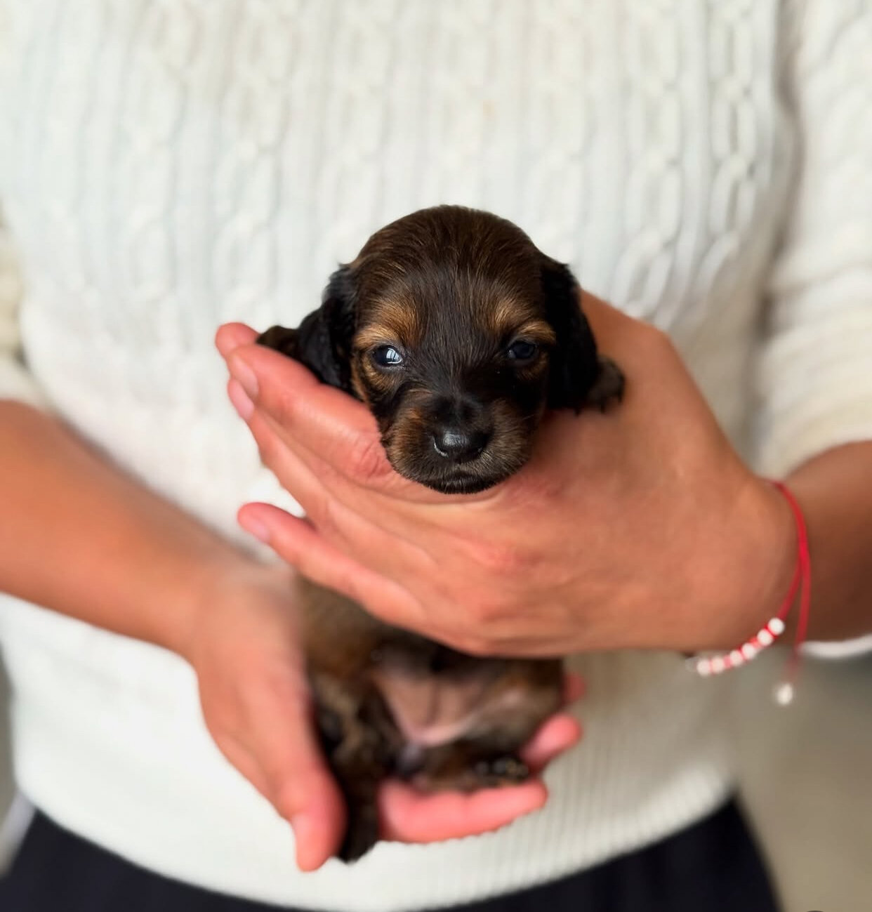 Adorable Dachshund puppies. image 5