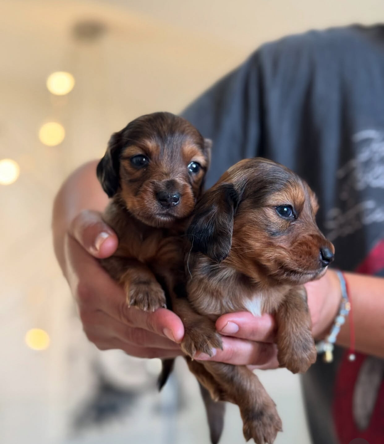 Adorable Dachshund puppies. image 6