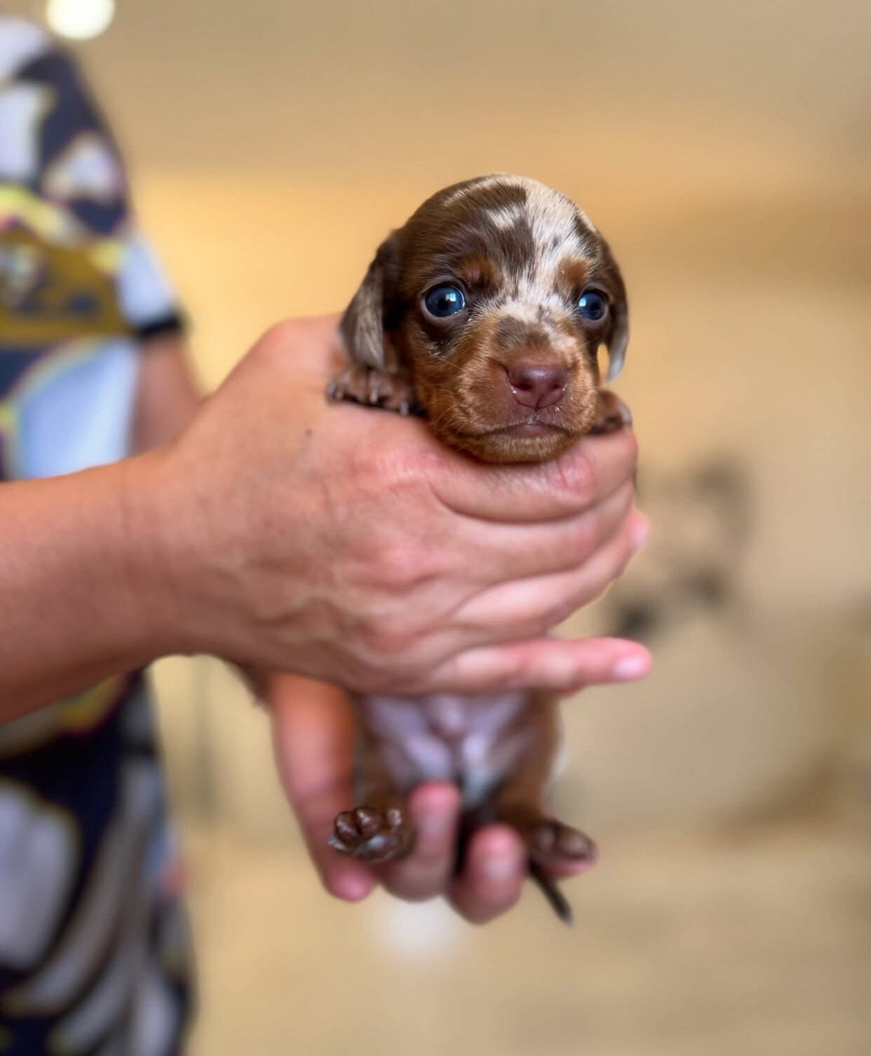 Adorable Dachshund puppies. image 7