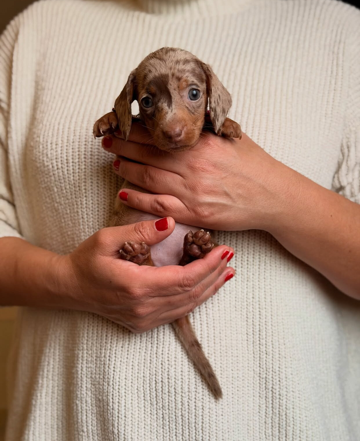 Adorable Dachshund puppies. image 8