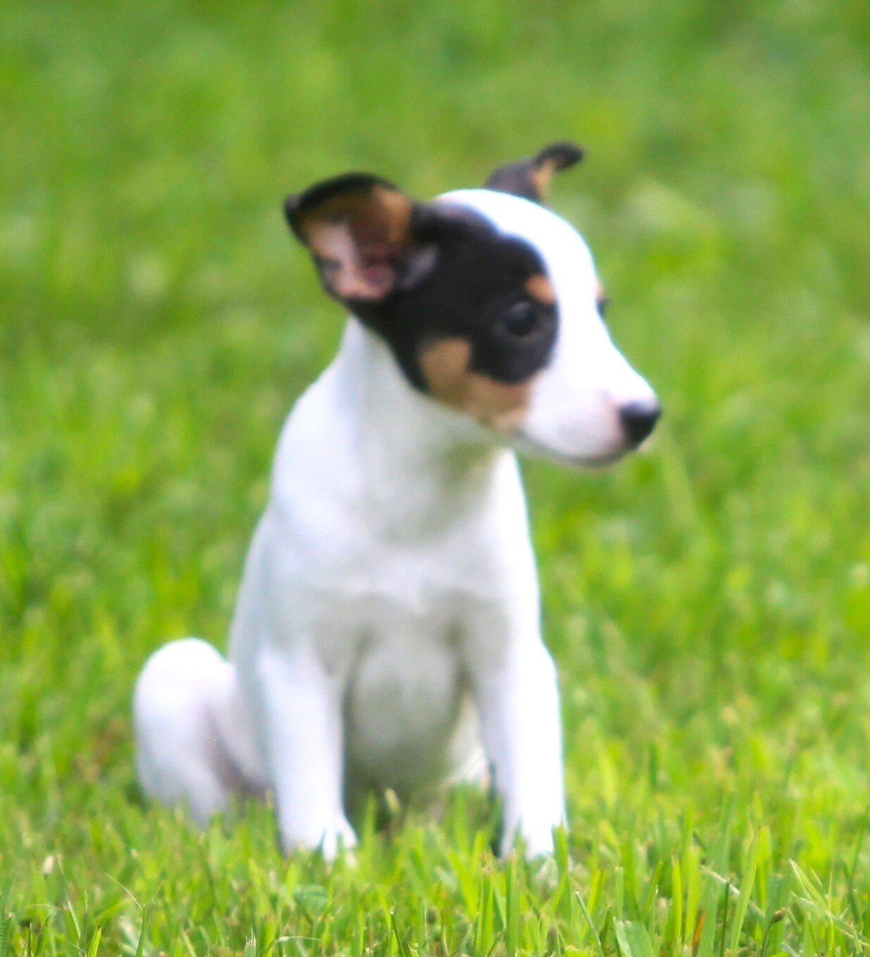 Jack Russell/Fox Terrier Pups image 7