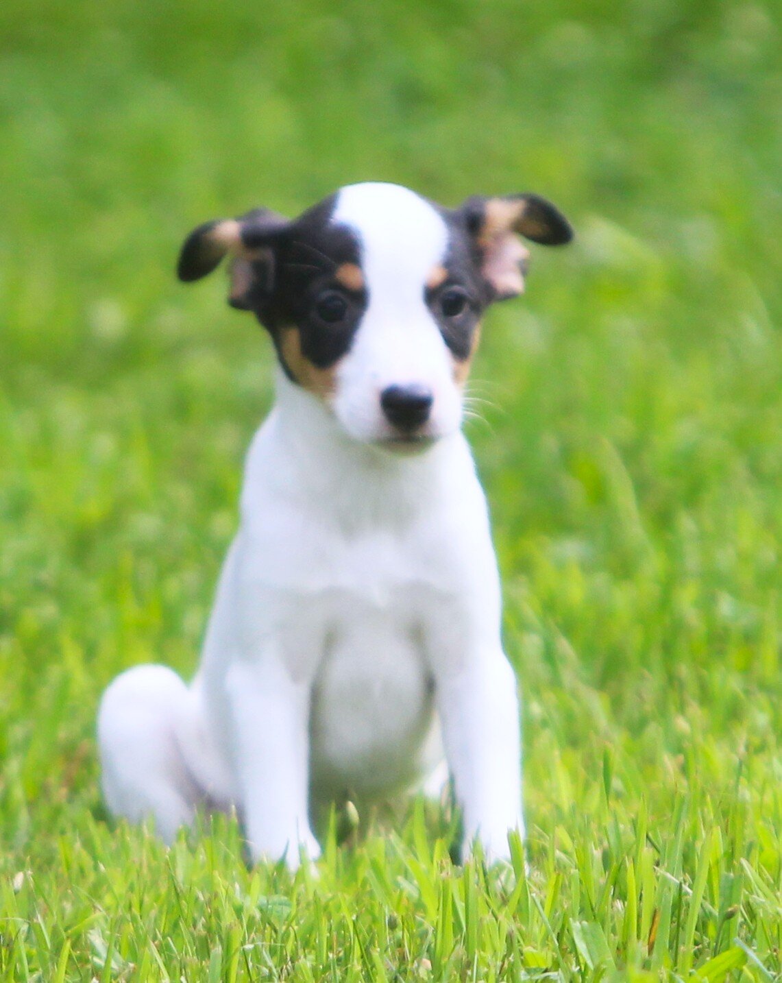 Jack Russell/Fox Terrier Pups image 1