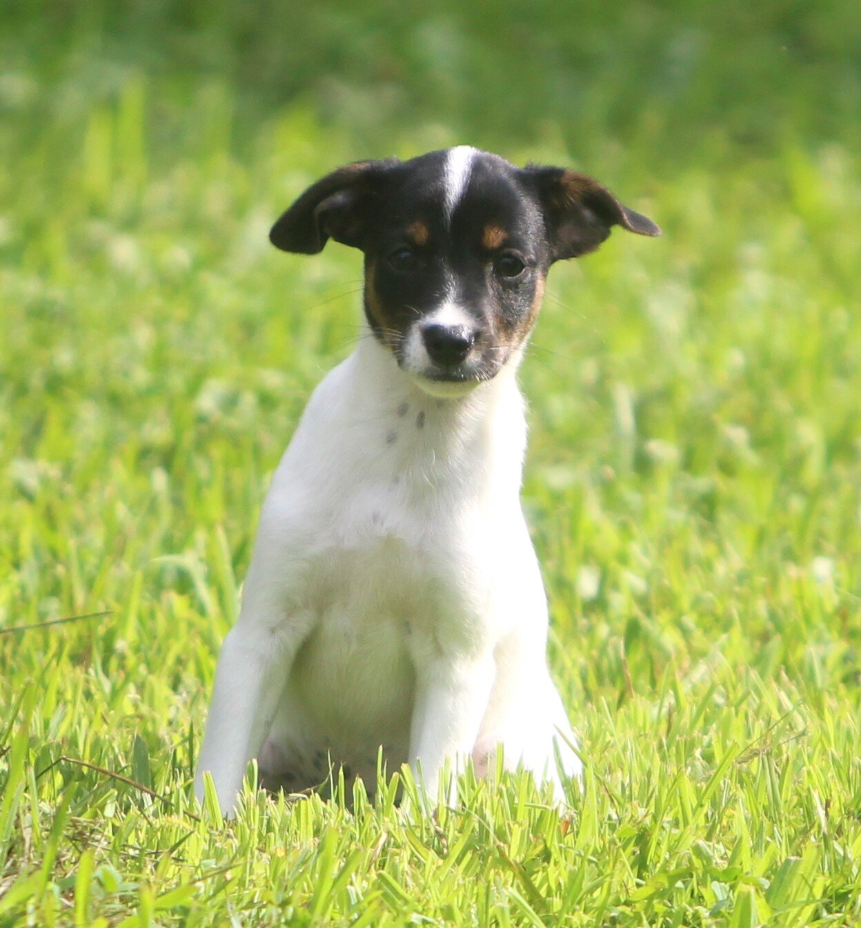 Jack Russell/Fox Terrier Pups image 2