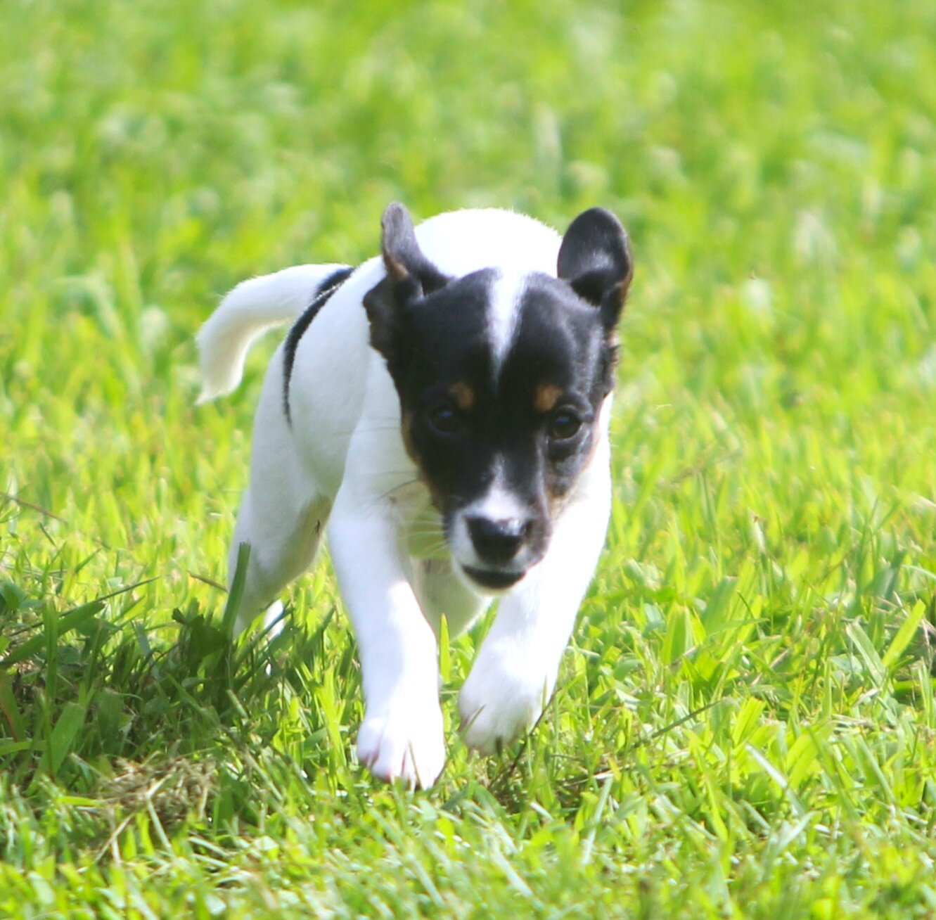 Jack Russell/Fox Terrier Pups image 3