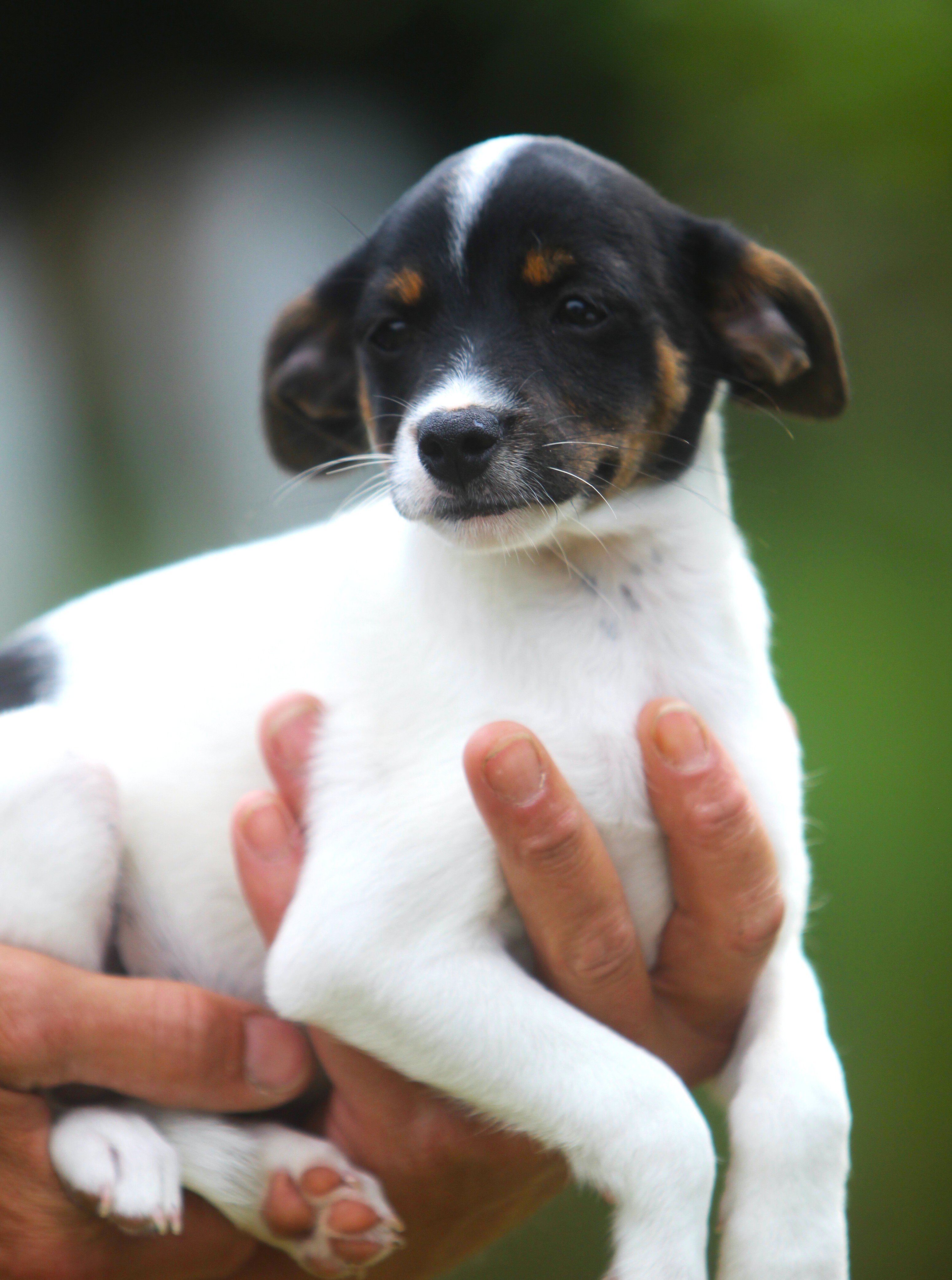 Jack Russell/Fox Terrier Pups image 8