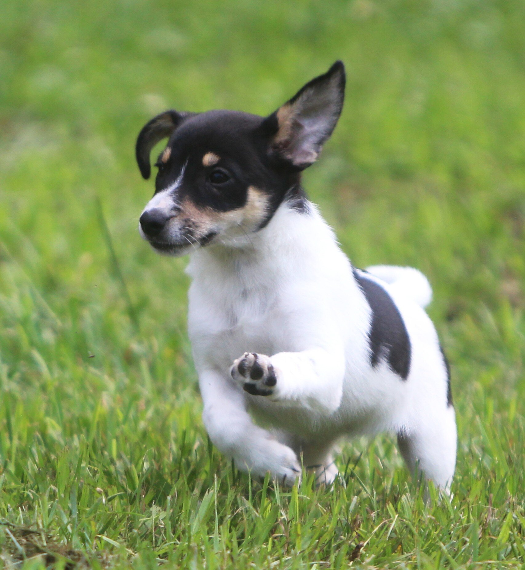 Jack Russell/Fox Terrier Pups image 9