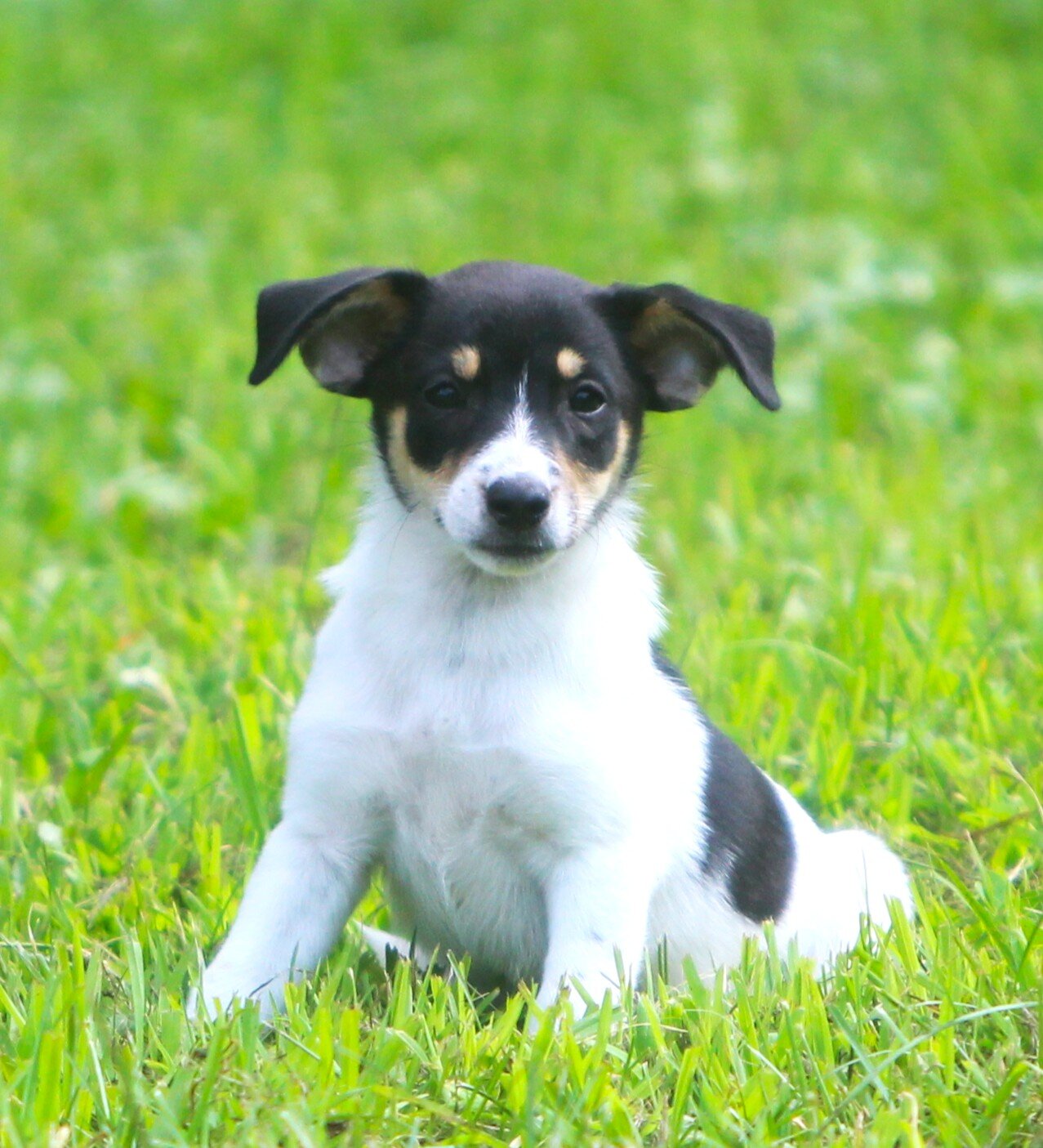Jack Russell/Fox Terrier Pups image 10
